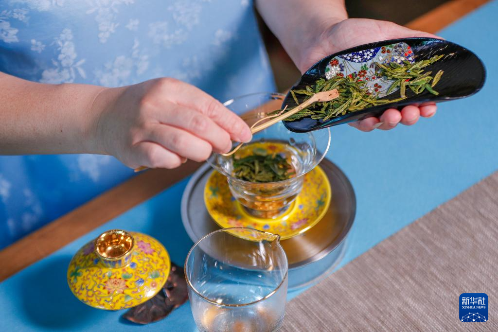湖北阳新万亩茶园春茶开采一片叶子富一方百姓助力乡村振兴