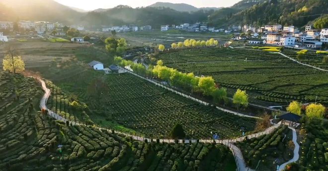 出发！来安康开启品茶道·汉水茶乡之旅！(图2)
