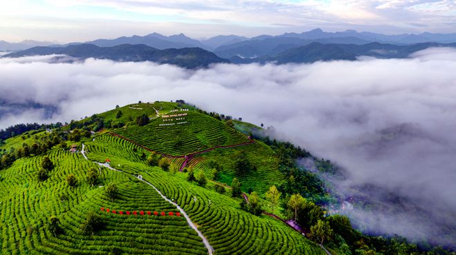 出发！来安康开启品茶道·汉水茶乡之旅！(图3)