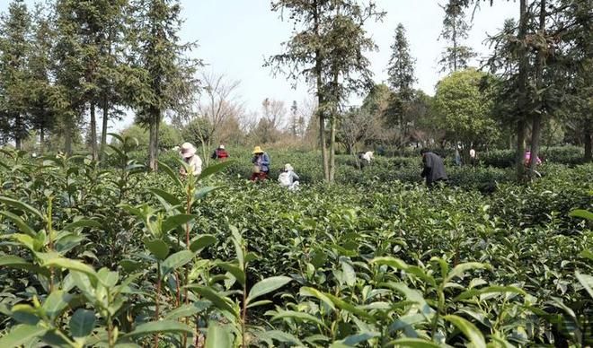 清镇：茶文旅融合让“春日经济”鲜起来